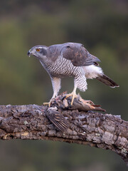 Goshawk, Accipiter gentilis