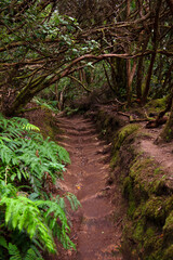 Obraz premium Moody hiking trail through mossy laurel forest in Anaga, Tenerife Spain
