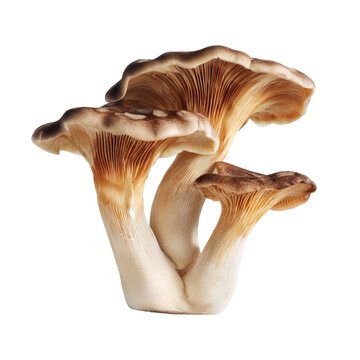 Cluster of honey mushrooms with brown caps and light gills. Edible forest fungi with tall stems. Studio food object isolated on transparent background. Wild mushroom foraging and culinary ingredient 