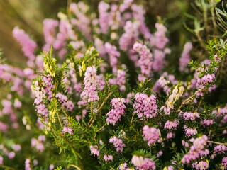 Purple pink small flowers. Selective focus. Simple nature background. Soft and dreamy look and mood.