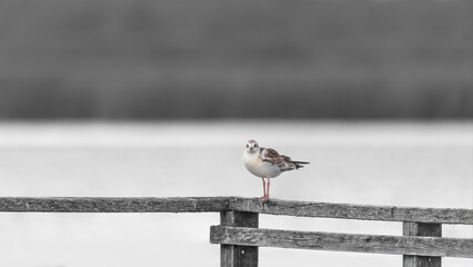 Juvenile Black-Headed Gull On A Split-Rail Fence (Chroicocephalus Ridibundus)