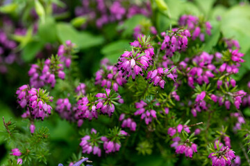 Obraz premium Great blooming of heather (Erica carnea). It is also known as winter heath, winter flowering heather