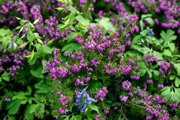 Obraz premium Great blooming of heather (Erica carnea). It is also known as winter heath, winter flowering heather
