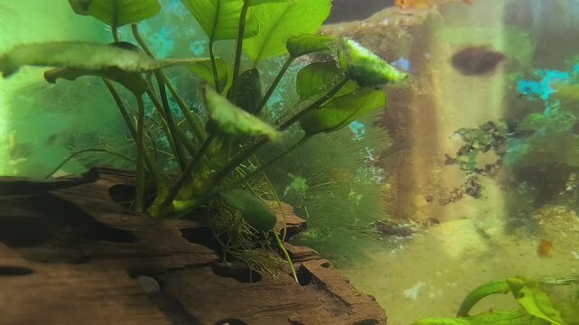 Colorful fish swim in a bright aquarium with lush green plants