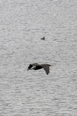 Naklejka premium Neotropic Cormorant (Nannopterum brasilianum) in flight with blurred Grebe in the background. Nature photography highlighting biodiversity and depth of field in an aquatic habitat.