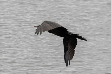 Naklejka premium Neotropic Cormorant (Nannopterum brasilianum) in full flight over water. High-speed action photography with sharp focus on wingspan and plumage. Perfect for wildlife and dynamism themes.