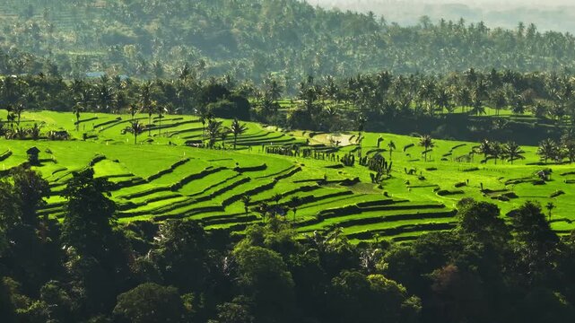 Green rice paddies form intricate terraces across the Lombok Senaru landscape, showcasing tropical agriculture and lush natural beauty under a bright sky with palm trees on hills. Aerial flight shot