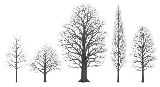 Group of five bare deciduous trees in winter on transparent background, silhouette branches