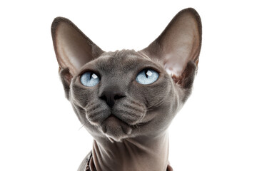 Domestic Sphynx Cat Isolated on Transparent Background