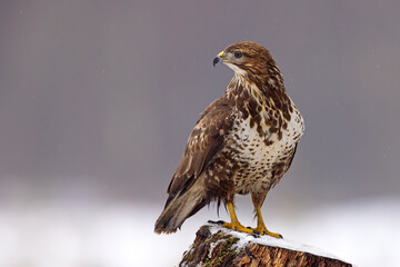 Myszołów (Buteo buteo) © Grzegorz
