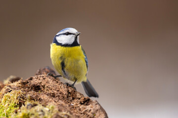 Modraszka (Cyanistes caeruleus) © Grzegorz