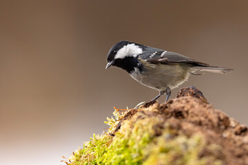Sosnówka (Periparus ater) © Grzegorz