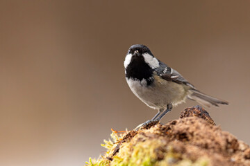 Sosnówka (Periparus ater) © Grzegorz
