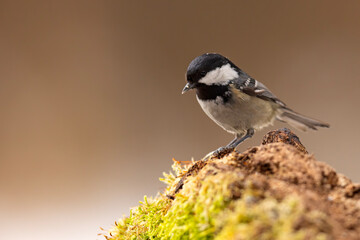 Sosnówka (Periparus ater) © Grzegorz