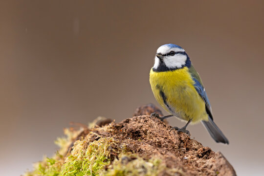 Modraszka (Cyanistes caeruleus)