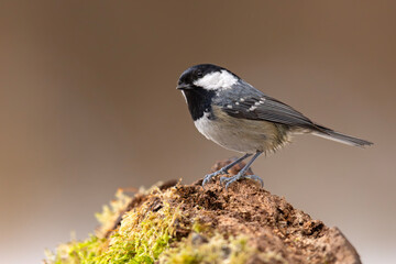 Sosnówka (Periparus ater) © Grzegorz