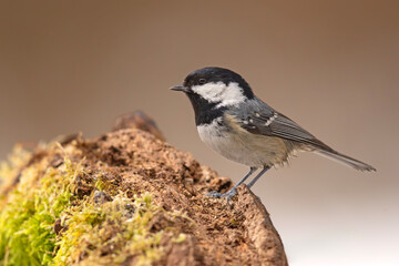 Sosnówka (Periparus ater) © Grzegorz