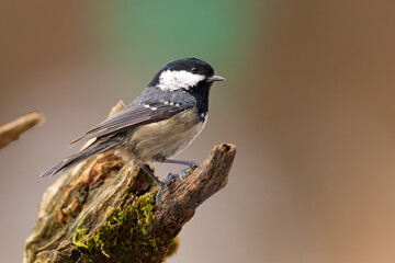 Sosnówka (Periparus ater) © Grzegorz