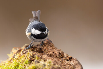 Sosnówka (Periparus ater) © Grzegorz
