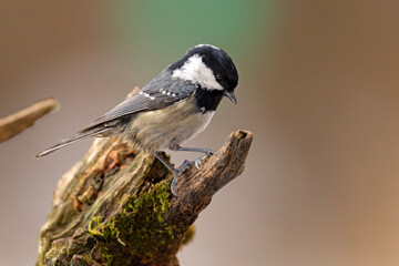 Sosnówka (Periparus ater) © Grzegorz