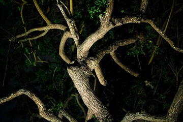 Fototapeta premium Tree in a forest at night