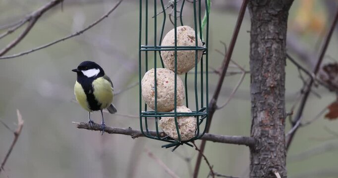 Great Tit (Parus major) feeding on suet fat balls in a garden.