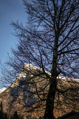 Winter tree with mountain in the background