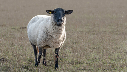 Fototapeta premium Sheep standing in a grassy field enjoying the sunny weather during late afternoon in rural countryside