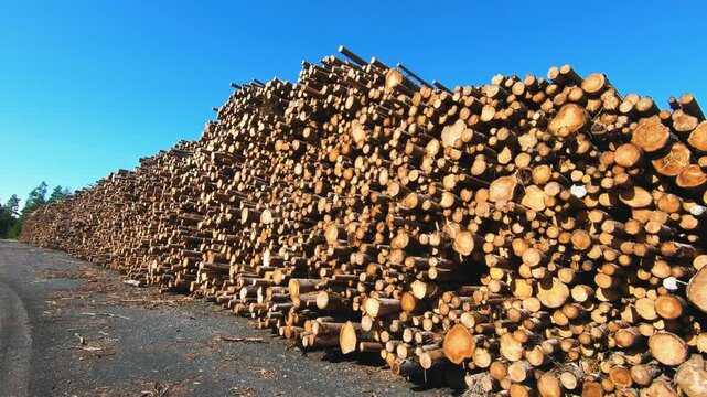 Massive stack of harvested pine logs at an industrial lumber yard. Large pile of raw timber materials ready for wood processing and forestry production under a clear blue sky