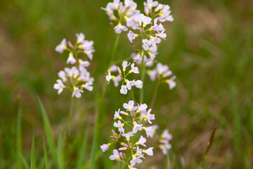Fototapeta premium Wiesenschaumkraut, Seifenkraut in der Blüte. Cardamine pratensis