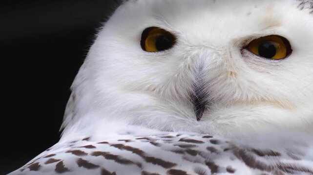 Close up of a snowy owl head slowly turning around and watching on a cloudy autumn day