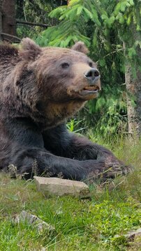 A large brown bear rests comfortably on the grassy forest floor, its mouth slightly open, revealing its teeth