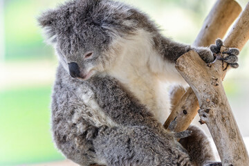 Naklejka premium Close up of a cute Koala climbing a small tree at Hunter Valley, NSW, Australia
