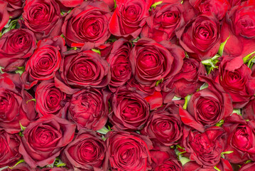 Obraz premium Floral background of heads of red roses of the FOREVER variety. A huge gift bouquet of more than 25 roses, top view. Background for valentines day, wedding invitations, declaration of love.