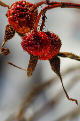 561-64 Shriveled Rose Hips