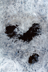 560-61 Impressions of a Bird