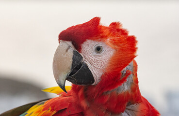 Close Up Portrait of Scarlet Macaw Parrot