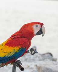 Close Up Portrait of Scarlet Macaw Parrot