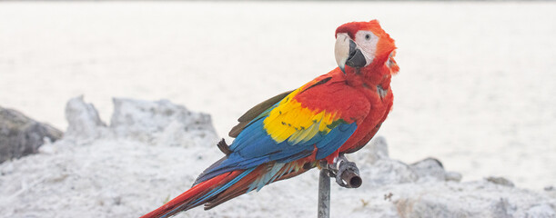 Close Up Portrait of Scarlet Macaw Parrot