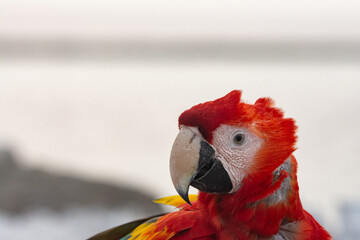 Close Up Portrait of Scarlet Macaw Parrot