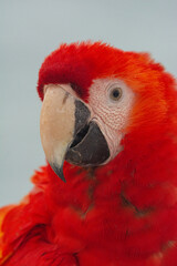 Close Up Portrait of Scarlet Macaw Parrot
