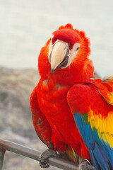 Close Up Portrait of Scarlet Macaw Parrot