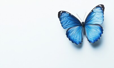 Vibrant blue morpho butterfly with intricate wing patterns on a clean white background