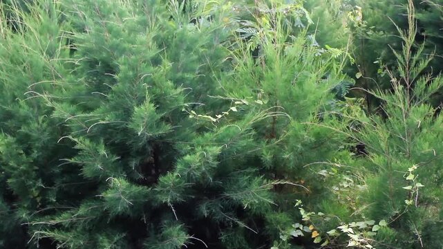 pine trees grow abundantly in the open areas along the coast