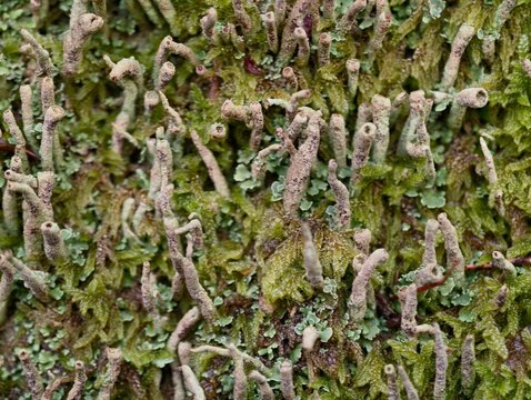curly fruticose lichen forming dense reef on damp surface textured ecology a subtle colour variations