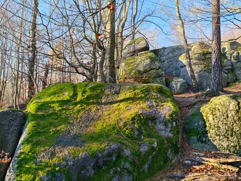 detailed nature scene, closeup of moss and lichens, microhabitat showcasing textured moss and organic matter