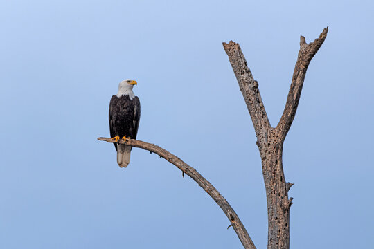 Bald Eagle alone on curved branch with cloudless blue sky and eye detail