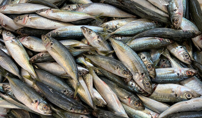 Fototapeta premium Piled small fish with silvery skin tones representing daily catch storage methods and coastal livelihood imagery.