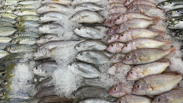 Close packed fish layers showing texture freshness indicators and high volume wet market seafood operations.