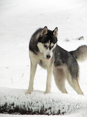 Naklejka premium siberian husky dog